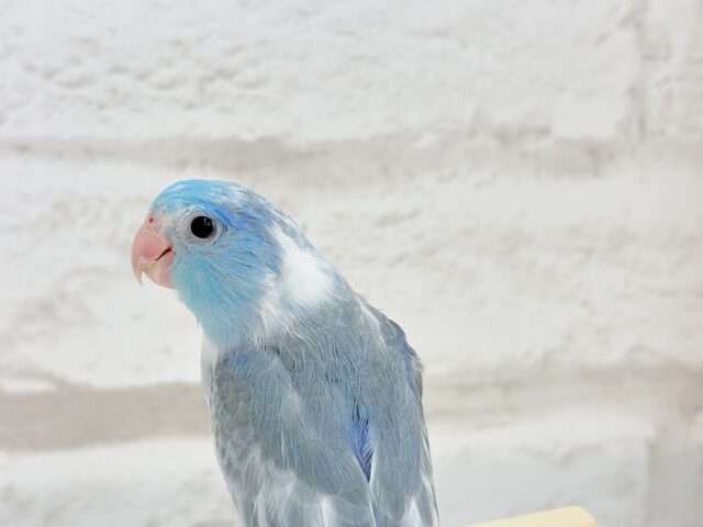 マメルリハ