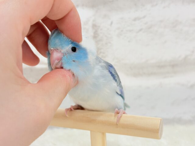 マメルリハ