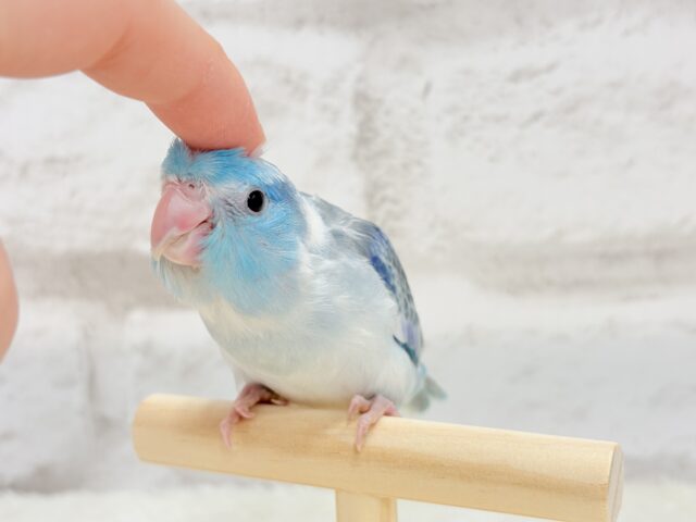 マメルリハ