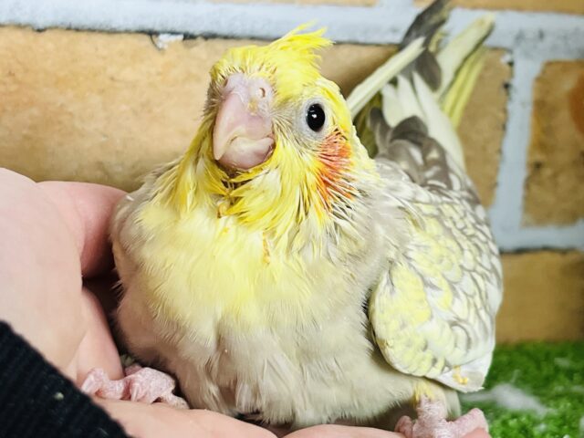 きらきらぴっかーん☆オカメインコ（シナモンパール）入舎しました♡