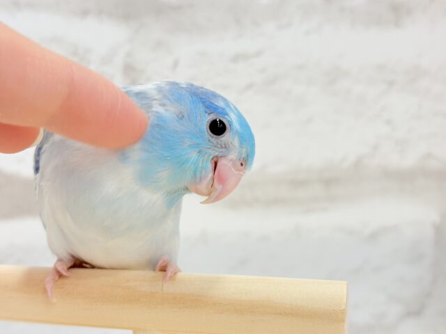 マメルリハ