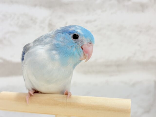 マメルリハ