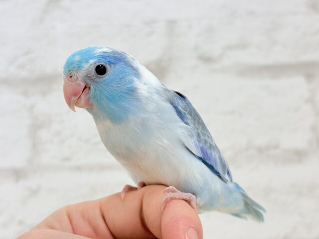 マメルリハ