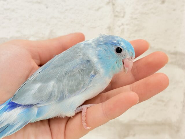 マメルリハ