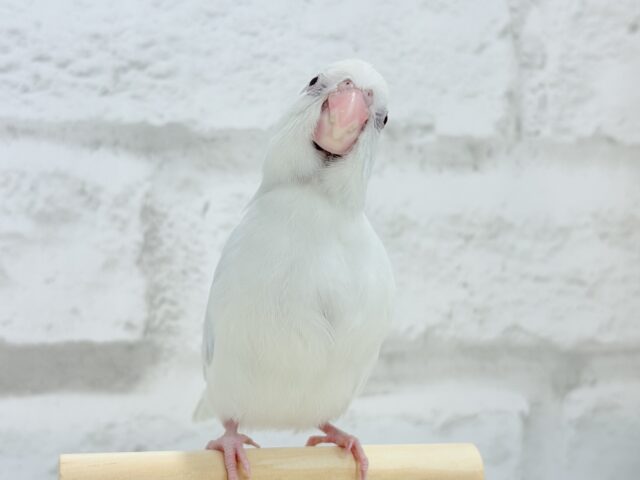 マメルリハ