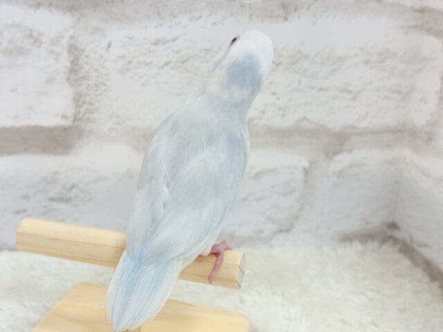 マメルリハ