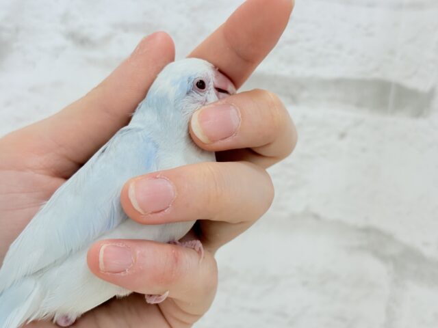 マメルリハ