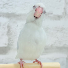 【最新画像更新🪄もうすぐひとり餌‪☆】どんなカラーになるのかな？🫧マメルリハ(AWパイドファローSPターコイズ) ヒナ 男の子