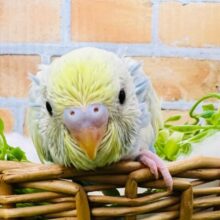 ザ•パステルカラー♡パステルレインボースパングルパイドのセキセイインコ！
