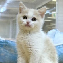 ちょっぴり犬&猫見知り😅でも人は大好きなマンチカンくん❣️