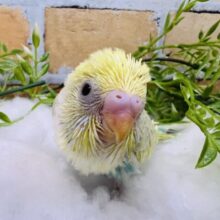 ニュアンスカラーが素敵♡黄色多めのパステルレインボーパイドのセキセイインコ☆