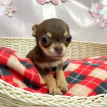 🍫可愛いんだよぉ〜(◍ ´꒳` ◍)スムースチワワ(チョコレート＆タン)🍫男の子🤎2024年11月8日生まれ