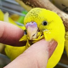 3/15更新☆accent︎探して🌟黒ポッちゃん🖤💭セキセイインコ(イエローハルクイン/2025年2月生まれ)