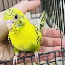 3/15更新☆花びらも元気も満開なんですっ🖤⟡.·🌼*･セキセイインコ(イエローハルクイン/2025年1月生まれ)