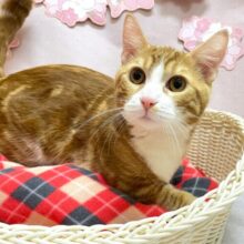 🐈⸒⸒⸒⸒最新画像💞メロメロになっちゃうよ💞マンチカン(レッドタビー＆ホワイト)❤️🤍男の子2024年7月20日