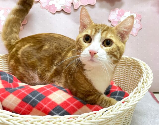 🐈⸒⸒⸒⸒最新画像💞メロメロになっちゃうよ💞マンチカン(レッドタビー＆ホワイト)❤️🤍男の子2024年7月20日