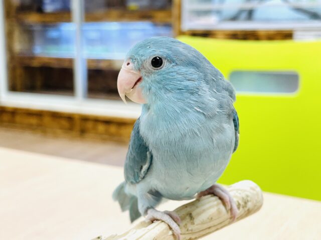 マメルリハ