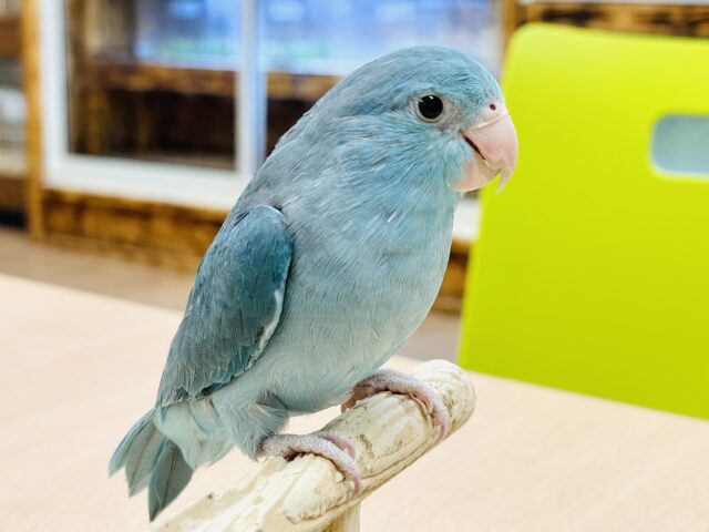 マメルリハ