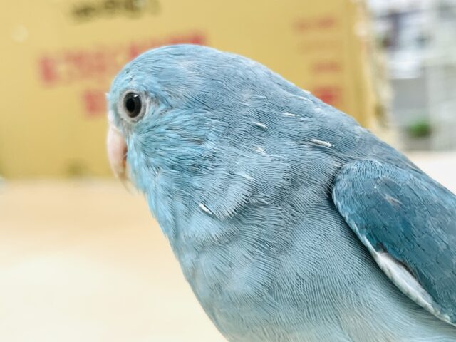 マメルリハ