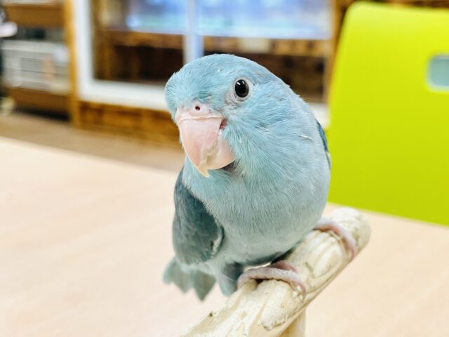 マメルリハ