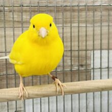 ひよこみたいに丸い◯レモンカナリアです♡