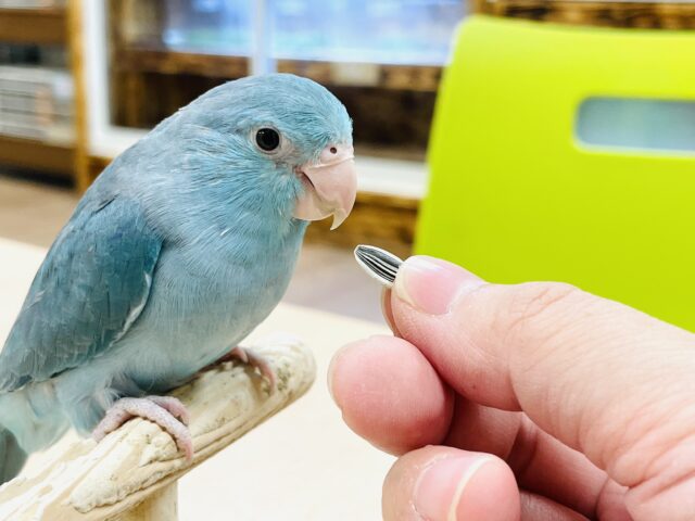 マメルリハ