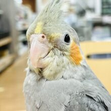 【最新画像】甘えん坊ちゃん💕オカメインコ（ノーマル）