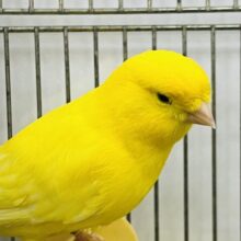 さえずり卵焼き♡レモンカナリア☆