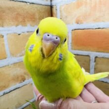 ✨3/19更新✨春ですぅ〜ᕷ⋆͛*お花咲かせちゃう？！🌼ܓセキセイインコ(グリーンスパングルパイド/2025年2月生まれ)