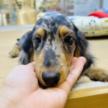 とっても元気で甘えん坊のミニチュアダックスくん❣️