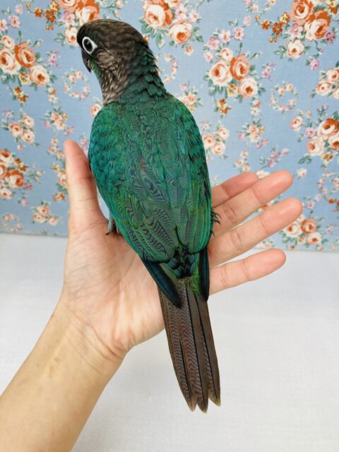 ホオミドリウロコインコ