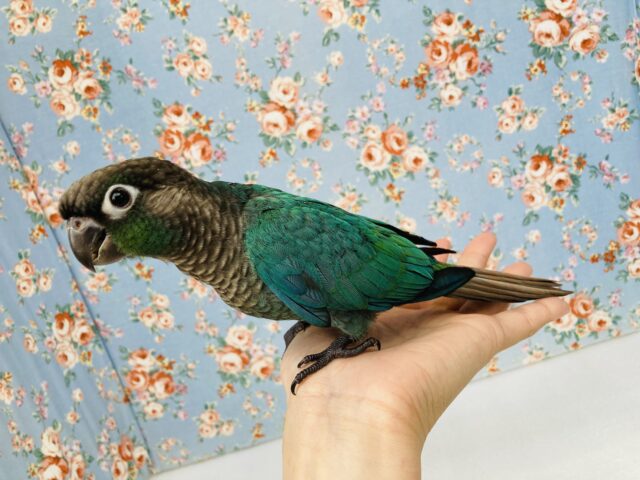 ホオミドリウロコインコ