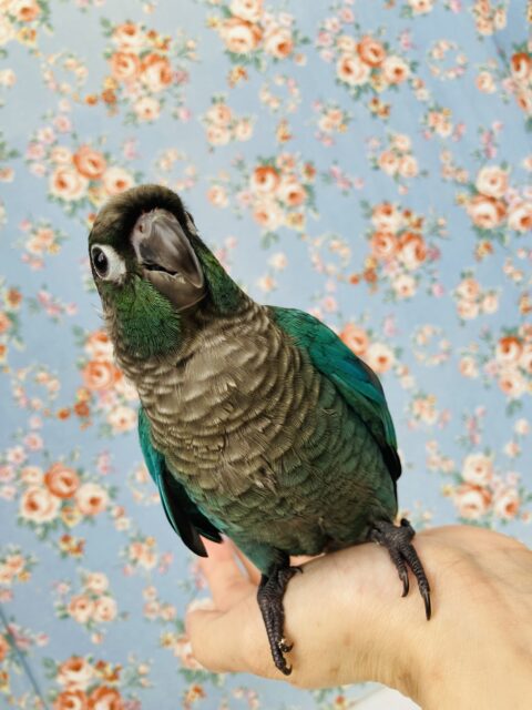 ホオミドリウロコインコ