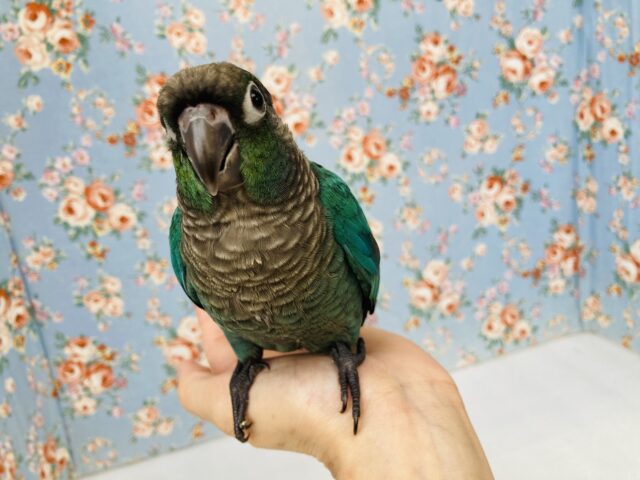 ホオミドリウロコインコ