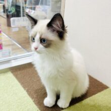 超超甘えん坊のラグドールちゃん❤️