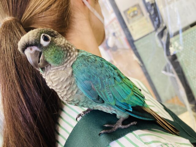 ホオミドリウロコインコ