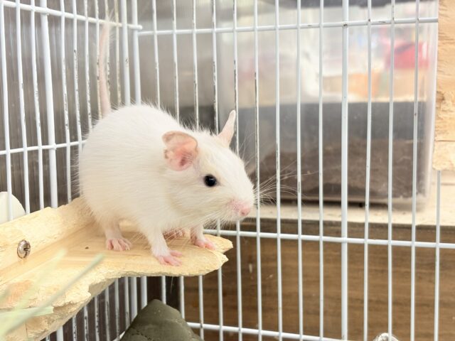 デグー