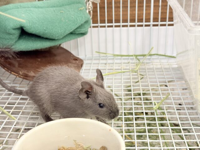 デグー