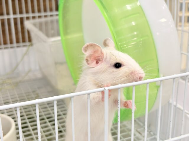 デグー