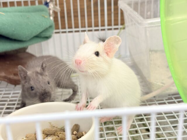 デグー