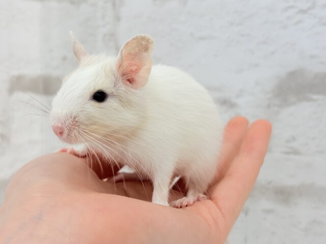 デグー