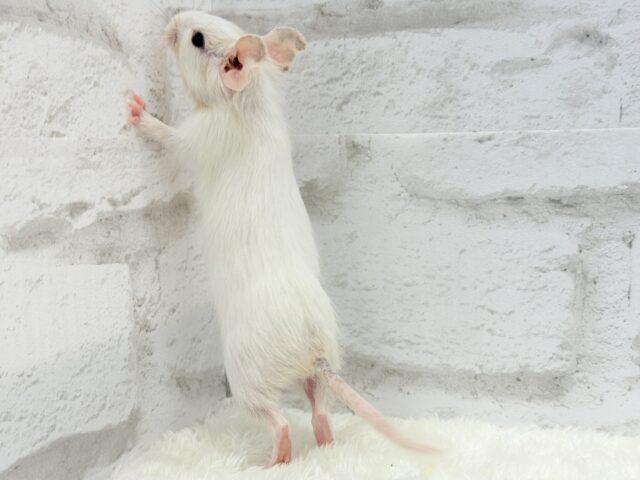 デグー