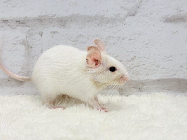 デグー