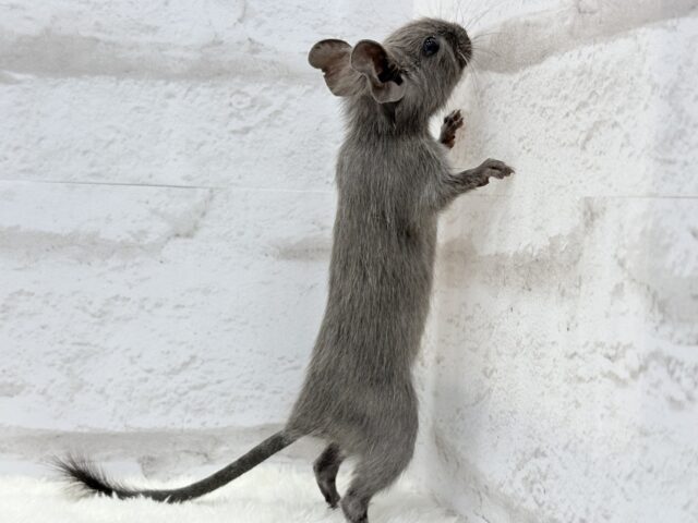 デグー
