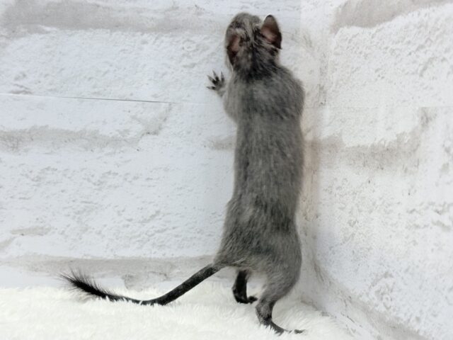 デグー