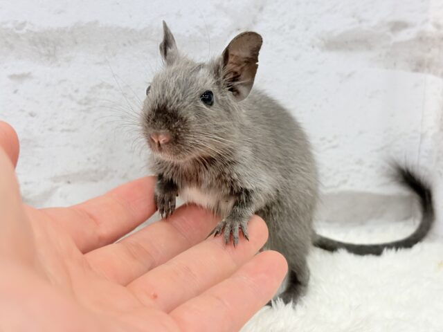 デグー
