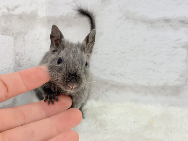 デグー