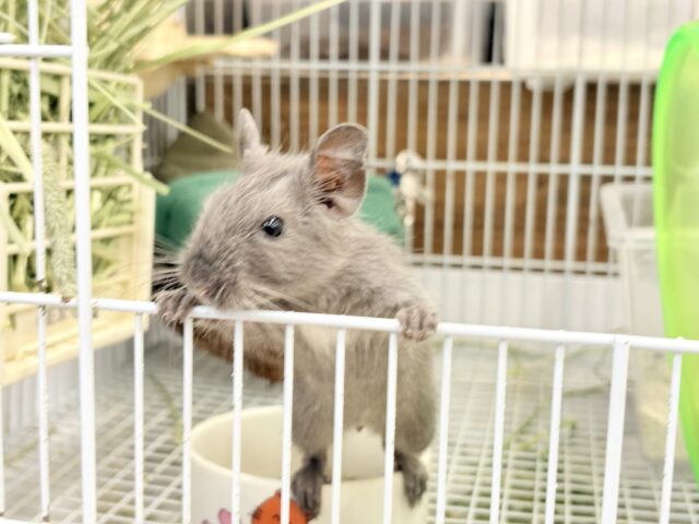 デグー