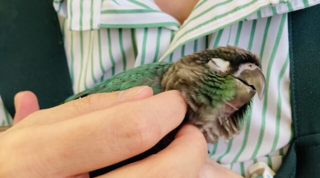 ホオミドリウロコインコ