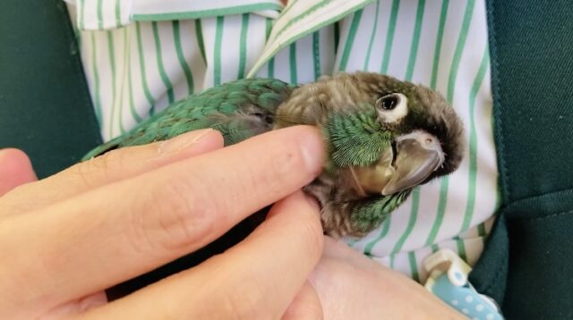最新画像＆動画更新🆙空飛ぶ宝石🪽✨煌めくエメラルド💟かわいい手乗りウロコインコさん(ブルー)🌟